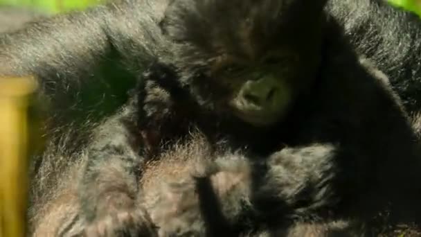 Κοντινό Πλάνο Του Baby Mountain Gorillas Στο Φυσικό Του Περιβάλλον — Αρχείο Βίντεο