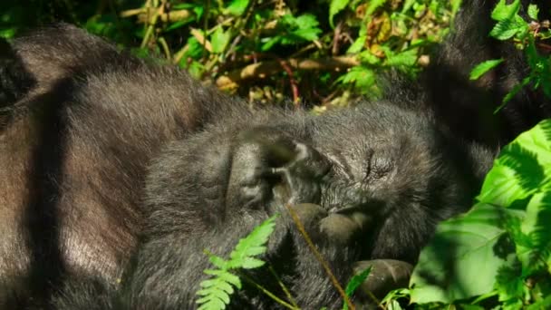 Close Baby Mountain Gorillas Its Natural Habitat Rwanda Volcanoes National — Wideo stockowe