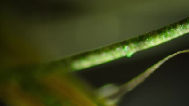 Parmaklı Tembel Hayvan Kürkünü Kapatın Kürkündeki Yeşil Renk Algler Mantarlar — Stok video