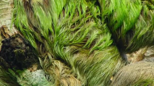 Close Three Fingered Sloths Fur Green Color His Fur Algae — Stock Video