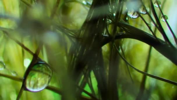 靠近三指树懒的毛皮 他皮毛上的绿色是只在树懒上发现的海藻和真菌 他皮毛上有一个小小的王国 包括树懒蛾 — 图库视频影像