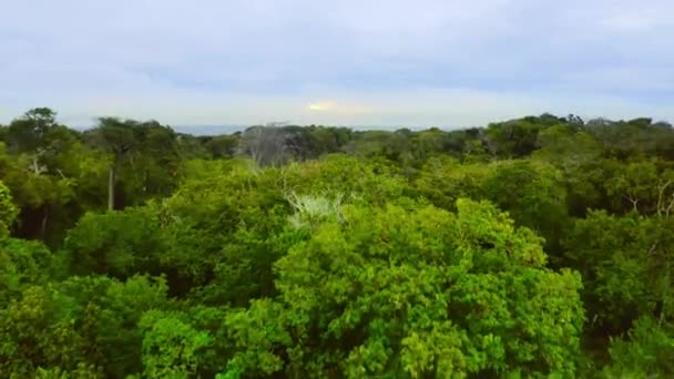 Παράκτια Και Παραλία Που Προστατεύεται Εντός Του Εθνικού Πάρκου Loango — Αρχείο Βίντεο