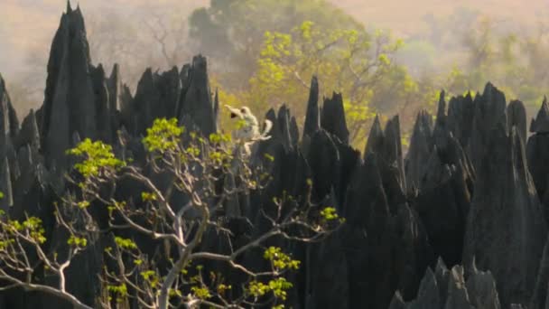 Decken Sifaka Propithecus Deckenii Jumping Razor Sharp Spires Stone Forest — Stockvideo
