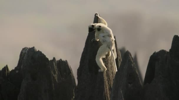 Decken Sifaka Propithecus Deckenii Jumping Razor Sharp Spires Stone Forest — ストック動画