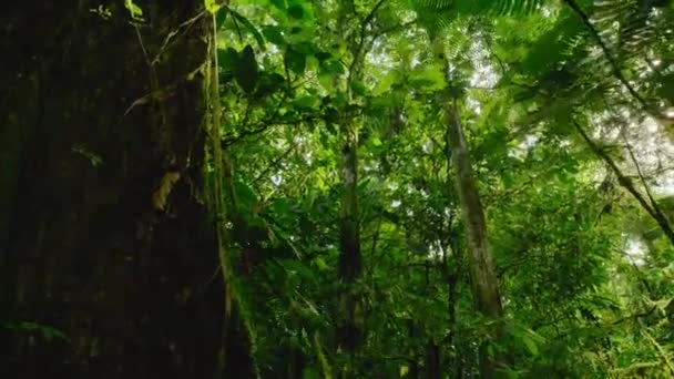 Aerial Footage Lush Green Manuel Antonio National Park Quepos Costa — Stok video