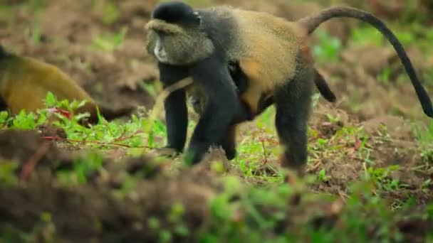 Altın Maymun Ailesi Doğal Ortamında Ruanda Volkanları Ulusal Parkı Afrika — Stok video