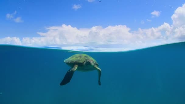 在澳大利亚大堡礁 成千上万的绿海龟穿过太平洋来到了世界上最落后的绿海龟产卵地 雷恩岛 — 图库视频影像