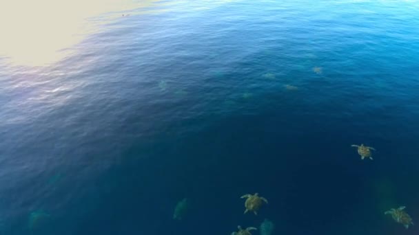 Green Sea Turtles Thousands Them Travel Pacific Raine Island Lagest — Video Stock
