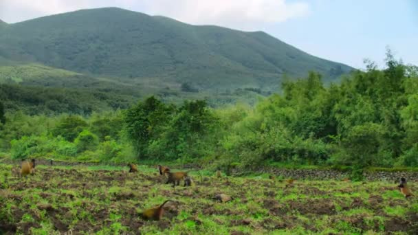 Golden Monkey Family Its Natural Habitat Rwanda Volcanoes National Park — Vídeos de Stock
