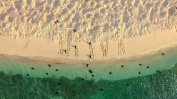 何千匹ものアオウミガメが太平洋を渡り オーストラリアのグレートバリアリーフにある世界最大のアオウミガメの営巣地であるレイン島に行きます — ストック動画