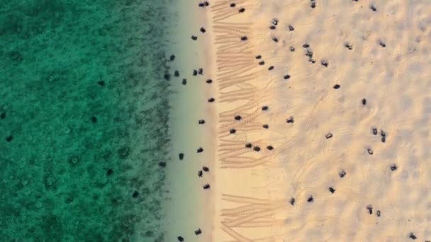 Zielone Żółwie Morskie Tysiące Nich Podróżują Przez Pacyfik Wyspę Raine — Wideo stockowe
