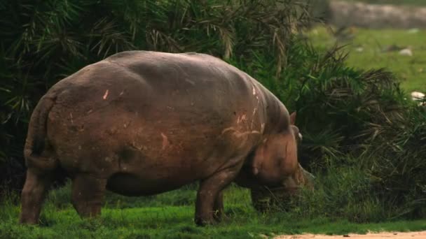 Hippos Graze Vegetation Coated Sea Salt Mineral Hard Find Rainforest — Stock Video