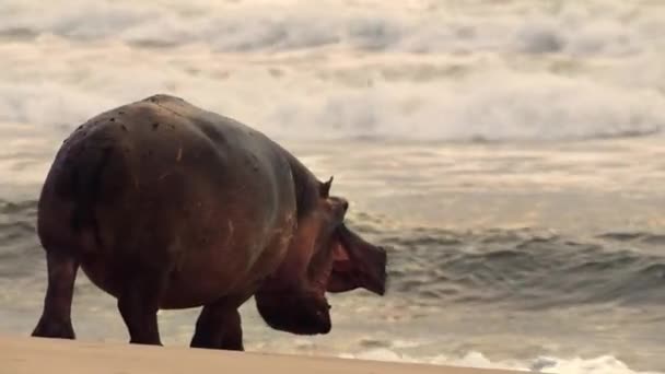 Hipopótamos Tirón Cabeza Para Surf Debido Las Olas Lavar Parásitos — Vídeos de Stock