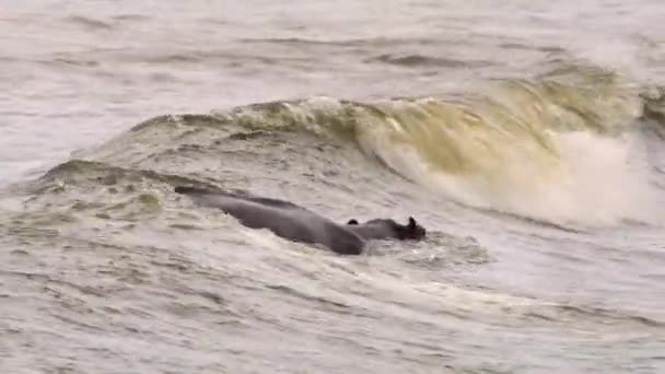 Flodhästar Huvud Strimma För Surfing Grund Vågorna Tvätta Bort Parasiter — Stockvideo
