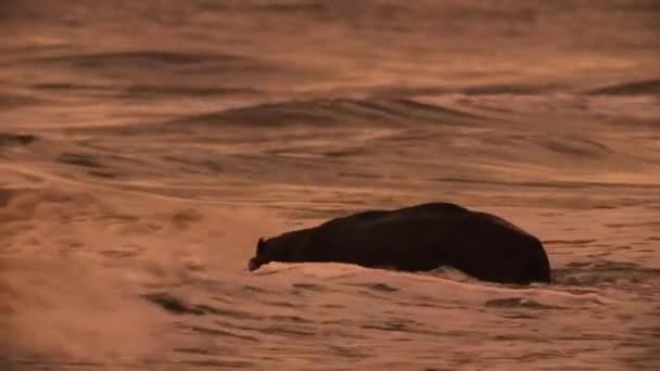 Flodhästar Huvud Strimma För Surfing Grund Vågorna Tvätta Bort Parasiter — Stockvideo