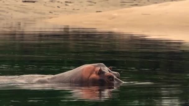 Hippos Stick Freshwater Lagoons Sheltering Sun Loango National Park Western — Stockvideo