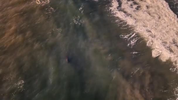 Hippos Head Stright Surf Because Waves Wash Away Parasites Soothe — Stockvideo