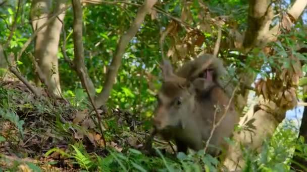 Японська Макака Радіє Дикій Плямистій Олені Лісі Національний Парк Якусіма — стокове відео