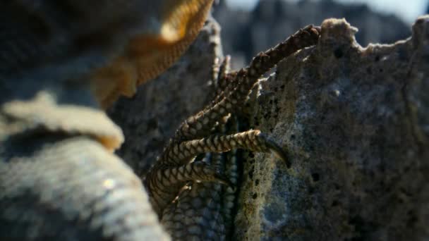 Cuvier Madagascar Swift Oplurus Cuvieri Large Lizard Has Claws Help — Stock Video