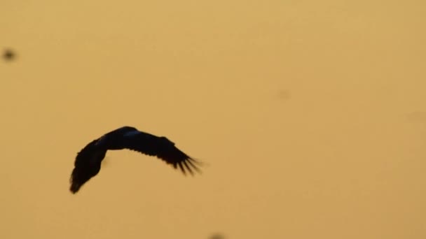 Million Magpie Geese Flock Kakadu National Park Northern Territory Australia — Video Stock
