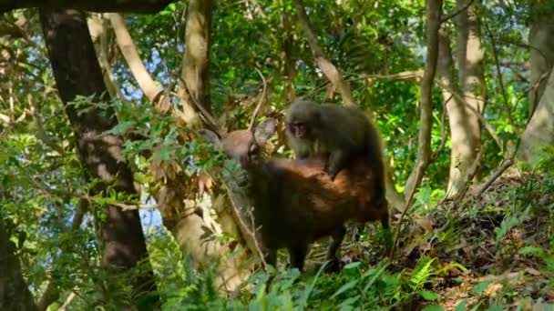 Japanese Macaque Joyride Wild Spotted Sika Deer Forest Yakushima National — 图库视频影像