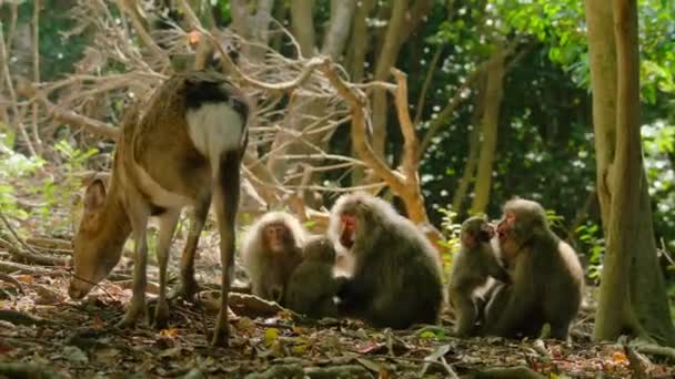 Macaco Japonés Ciervo Sika Salvaje Viven Juntos Bosque Parque Nacional — Vídeo de stock