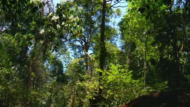 Large Tree Rainforest Being Cut Chiangmai Thailand — Stock Video