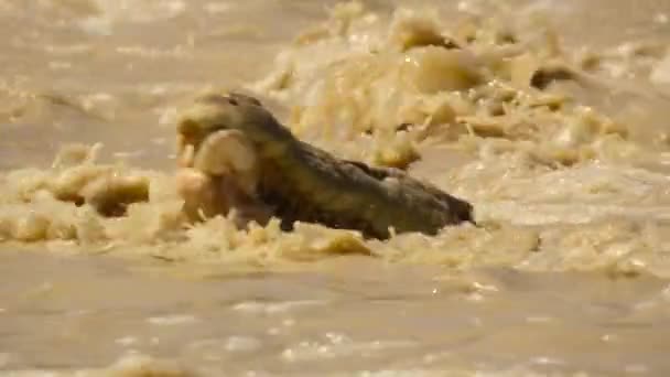 Cocodrilos Agua Salada Cazando Salmonetes Que Viajan Río Arriba Sus — Vídeos de Stock