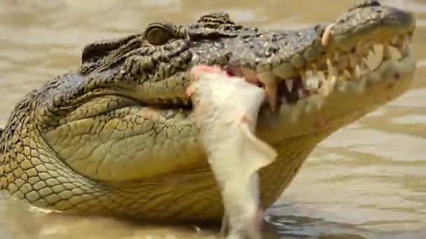 Saltwater Crocodiles Hunting Mullets Journey Upstream Spawning Grounds Kakadu National — Wideo stockowe