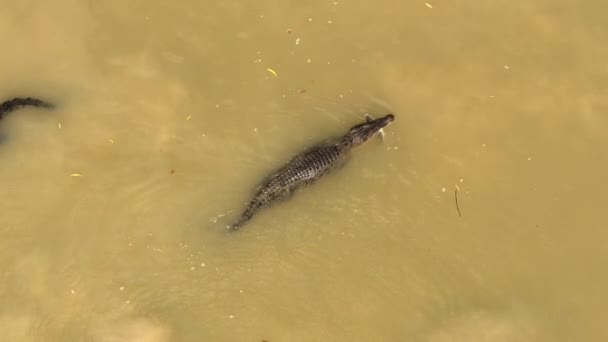 Солёные Крокодилы Охотятся Моллюсков Которые Плывут Вверх Течению Нерестилищам Национальный — стоковое видео