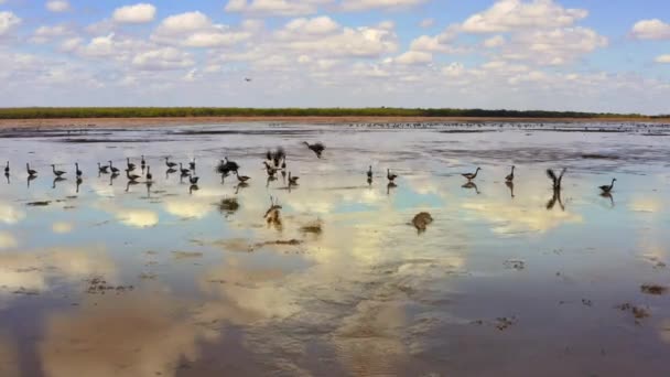 Cocodrilos Agua Salada Hábitat Natural Parque Nacional Kakadu Territorio Del — Vídeos de Stock