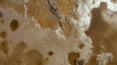 Saltwater crocodiles in natural habitat, Kakadu National Park, Northern Territory, Australia