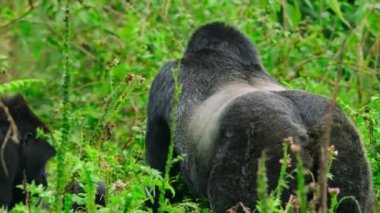 Close up of Silverback mountain gorillas and family in its natural habitat, Rwanda's Volcanoes National Park, Africa