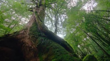 Yakushima Ulusal Parkı 'ndaki en büyük ve en eski Yakusugi Dev Japon sedirleri (Jomon Sugi).