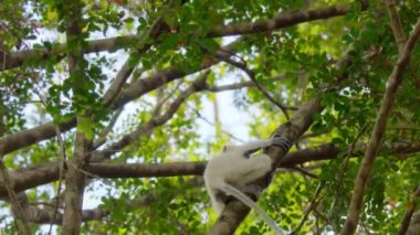 Genç Decken 's Sifaka' nın (Propithecus deckenii) Tsingy de Bemaraha Ulusal Parkı 'ndaki doğal habitatında, Madagaskar