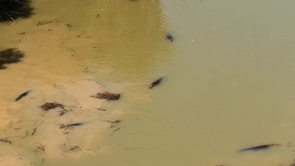 Krokodýli Mořští Přírodním Prostředí Národní Park Kakadu Severní Teritorium Austrálie — Stock video
