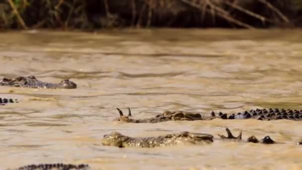 Crocodilos Água Salgada Habitat Natural Parque Nacional Kakadu Território Norte — Vídeo de Stock