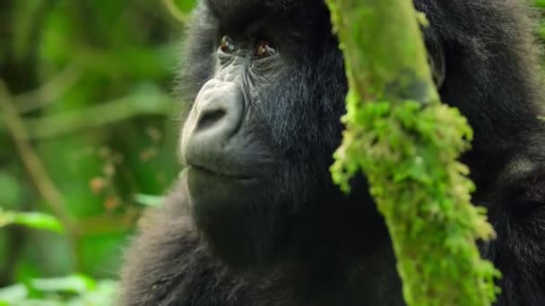 Close Silverback Mountain Gorillas Family Its Natural Habitat Rwanda Volcanoes — Stockvideo