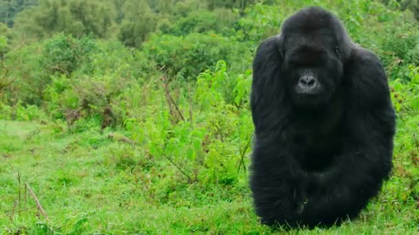 Close Silverback Mountain Gorillas Family Its Natural Habitat Rwanda Volcanoes — Vídeo de Stock