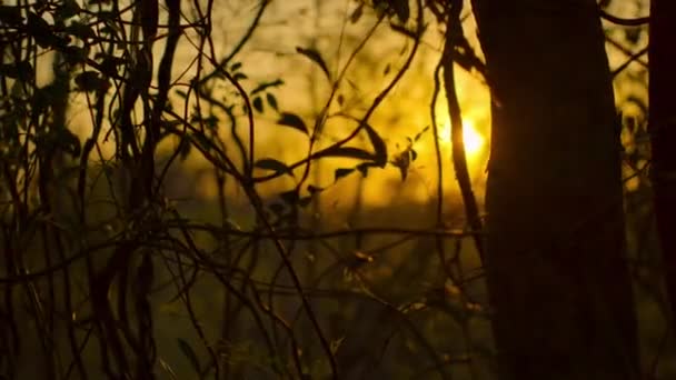 Vista Sul Tramonto Nella Foresta Del Parco Nazionale Tsingy Bemaraha — Video Stock