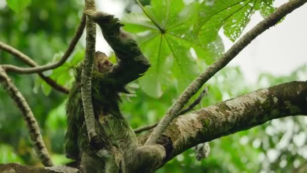 Preguiças Três Dedos Três Dedos Bradypus Tridactylus Parque Nacional Manuel — Vídeo de Stock