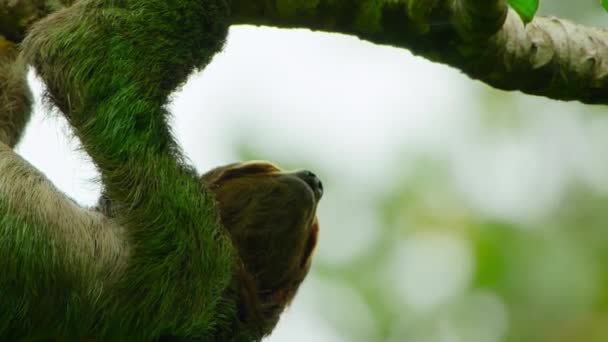 Preguiças Três Dedos Três Dedos Bradypus Tridactylus Parque Nacional Manuel — Vídeo de Stock