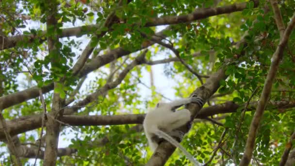 Close Young Decken Sifaka Propithecus Deckenii Its Natural Habitat Tsingy — Wideo stockowe