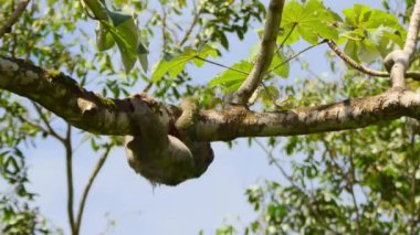 Three-toed or three-fingered sloths (Bradypus tridactylus) in Manuel Antonio National Park, Quepos, Costa Rica.