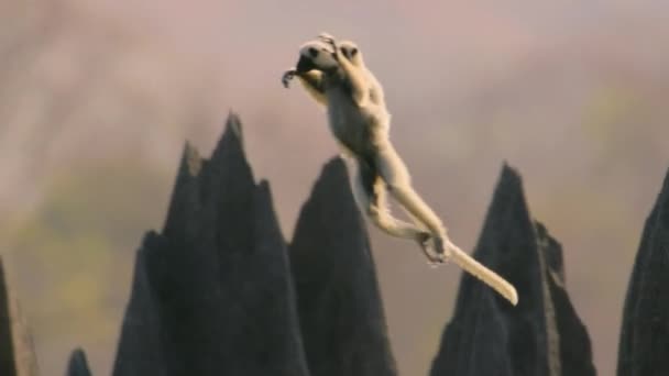 デッケンのシファカ Proithecus Deckenii はマダガスカルのティニー ベマラハ国立公園の石の森にあるかみそりの鋭い尖塔をジャンプします — ストック動画