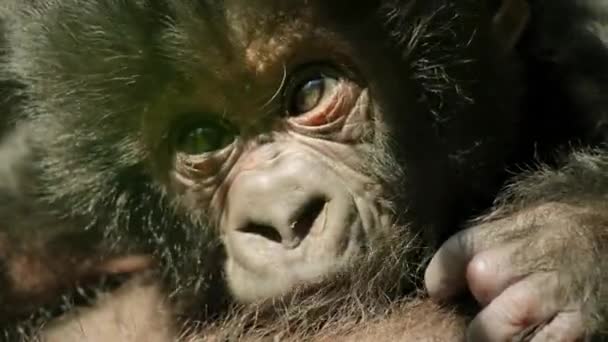 Primo Piano Dei Gorilla Montagna Nel Suo Habitat Naturale Parco — Video Stock