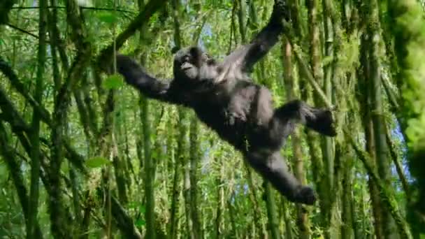 Close Baby Mountain Gorillas Its Natural Habitat Rwanda Volcanoes National — Stockvideo