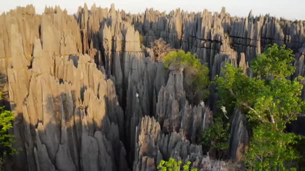 Decken Sifaka Propithecus Deckenii Jumping Razor Sharp Spires Stone Forest — Vídeo de Stock
