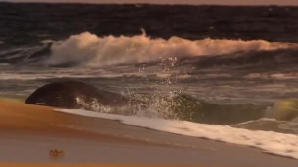 Hippos Head Stright Surf Because Waves Wash Away Parasites Soothe — Stock Video