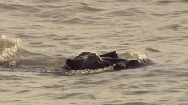Hippos Head Stright Surf Because Waves Wash Away Parasites Soothe — ストック動画